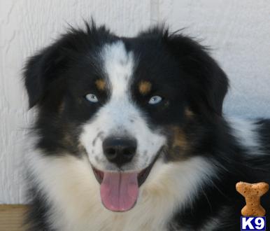 Miniature Australian Shepherd Puppies for Sale